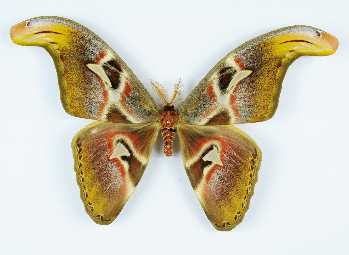 Attacus atlas (aberration2) Internet Image property of respective owner, non-commercial use only